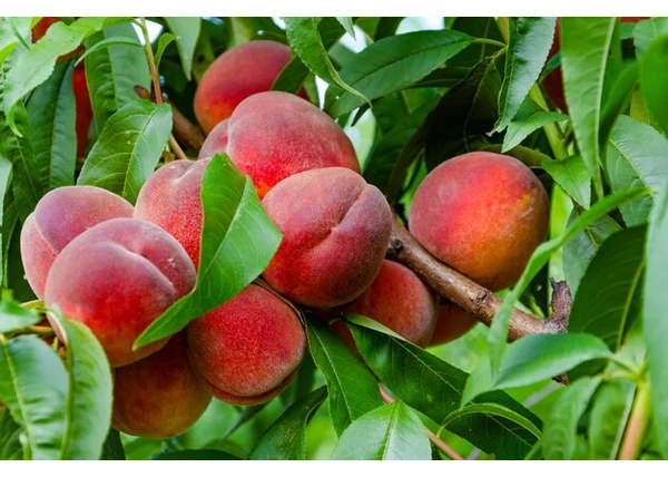 Prunus persica Starking Delicious / Starking Delicious őszibarack
