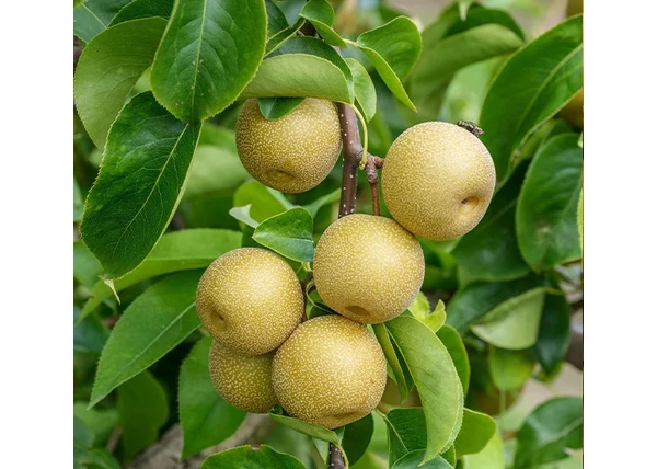 Pyrus communis Hosui / Hosui japán körte