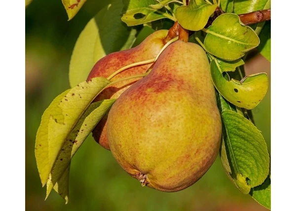  Pyrus communis Pringall / Pringall körte 