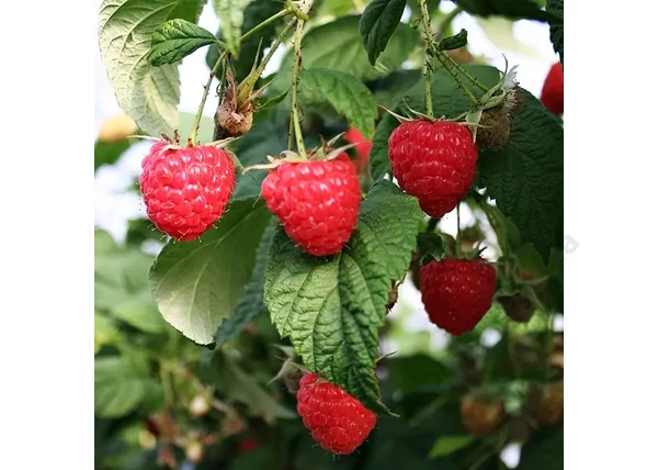 Rubus Idaeus Sugana / Sugana málna