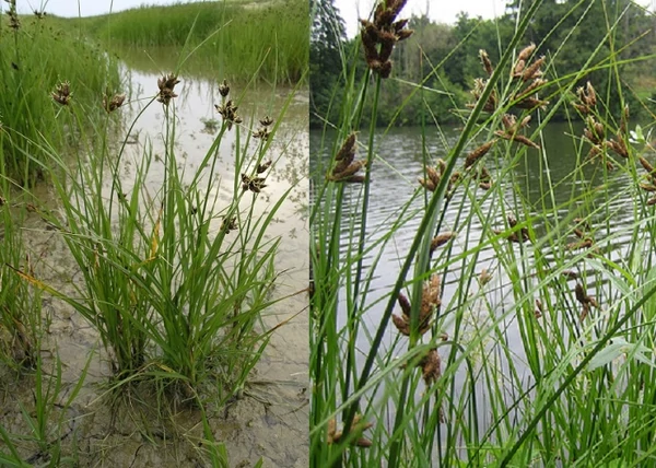 Scirpus maritimus / Sziki káka