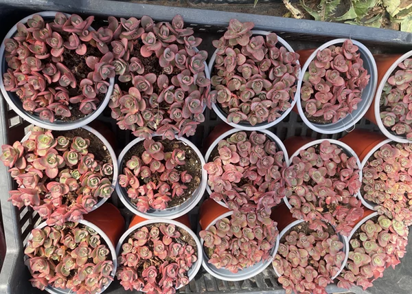 Sedum sieboldii Pink / Varjúháj