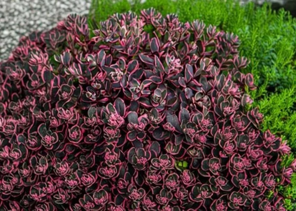 Sedum Sunsparkler Dream Dazzler / Tarka varjúháj