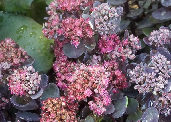 Sedum Sunsparkler Dazzleberry / Varjúháj