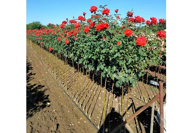 Magastörzsű rózsa  Vérvörös / Sofia