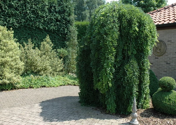 Sophora japonica Pendula / Csüngő japánakác