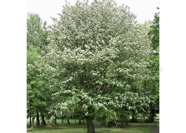 Sorbus intermedia / Svéd berkenye