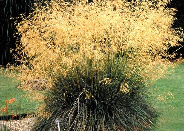 Stipa gigantea / Óriás árvalányha