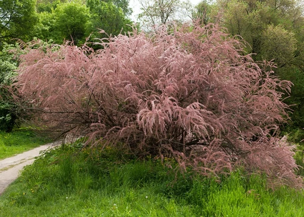 Tamarix tetrandra / Tamariska
