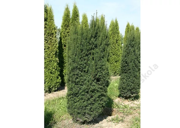 Taxus Baccata Overeynderi / Oszlopos Tiszafa