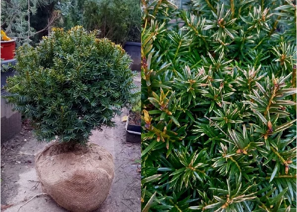 Taxus baccata Aurea / Sárga közönséges tiszafa