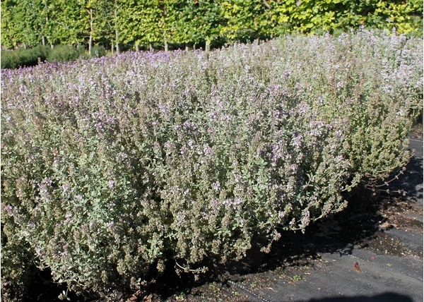 Thymus citriodorus 'Silver Queen' / Fehértarka citromillatú kakukkfű