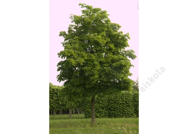 Tilia americana nova / Amerikai hárs