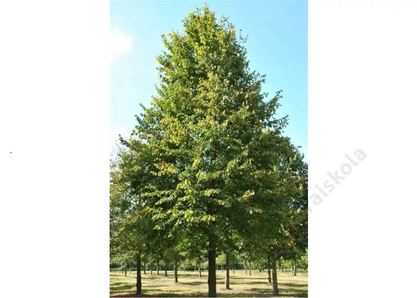 Tilia tomentosa szeleste / Ezüst hárs