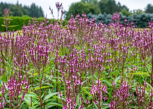 Verbena hastata Pink Spires / Dúsvirágú Verbéna