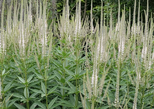 Veronicastrum Virginicum albiflorum / Virginiai Verinoka fehér