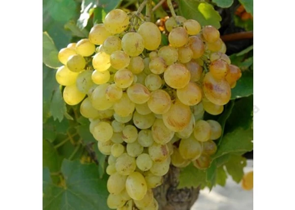 Vitis vinifera Viktória / Viktória fehér csemegeszőlő