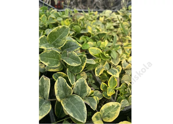 Vinca minor aureovariegata / Kis meténg sárgás szegélyű