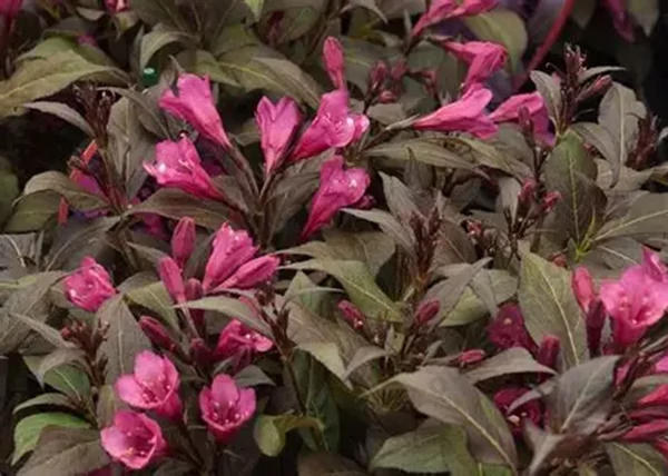 Weigela Florida nana Purpurea / Alacsony, bordó levelű rózsalonc