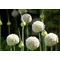 Allium schoenoprasum White One / Metélőhagyma snidling fehér virágú