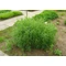 Artemisia dracunculus / Tárkony