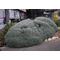 Helichrysum italicum / Curryfű - Olasz Szalmagyopár