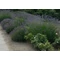 Lavandula angustifolia / Levendula