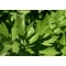 Levisticum officinale / Orvosi lestyán