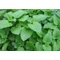 Melissa officinalis / Citromfű