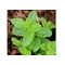 Mentha crispata / Fodormenta