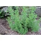 Origanum heracleoticum / Görög oregánó