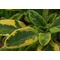 Salvia officinalis Goldblatt / Aranytarka lombú orvosi zsálya
