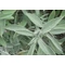 Salvia officinalis / Orvosi zsálya