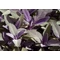 Salvia officinalis Purpurascens / Bordó levelű orvosi zsálya