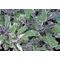 Salvia officinalis Tricolor / Tarkalevelű orvosi zsálya