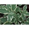 Salvia officinalis Creme dela creme / Fehértarka orvosi zsálya