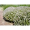 Thymus vulgaris / Kerti kakukkfű