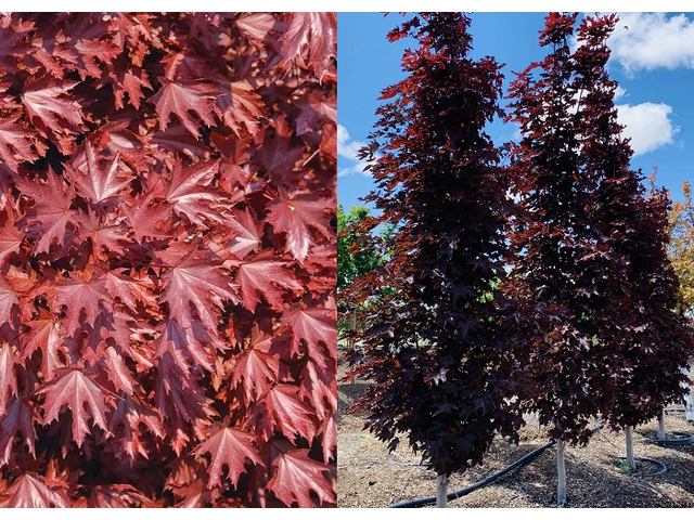 Acer platanoides Crimson Sentry / Bordó levelű oszlopos juhar