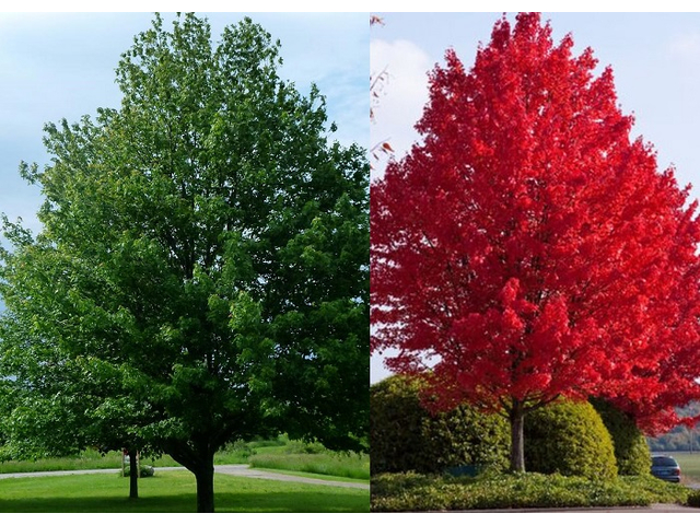 Acer rubrum Brandywine / Vörös juhar