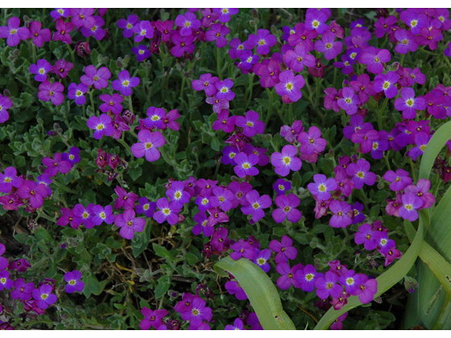 Aubrieta hybrida Deep Purple / Pázsitviola lila