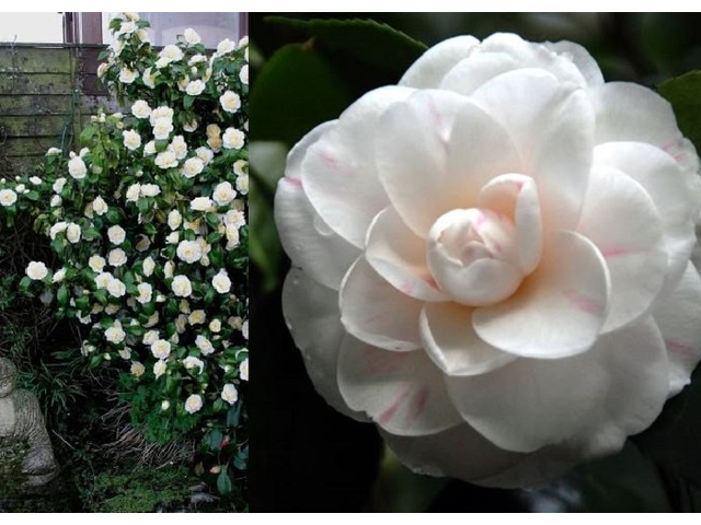 Camellia japonica Bianca / Kamélia fehér virágú
