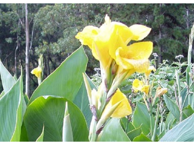 Canna indica / Rózsanád Zöld lomb sárga virág