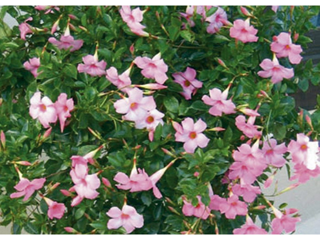 Dipladenia Sundaville / Tölcsérjázmin rózsaszín 