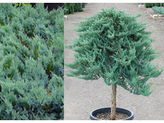 Juniperus horizontalis Blue Chip / Kék kúszó henyeboróka