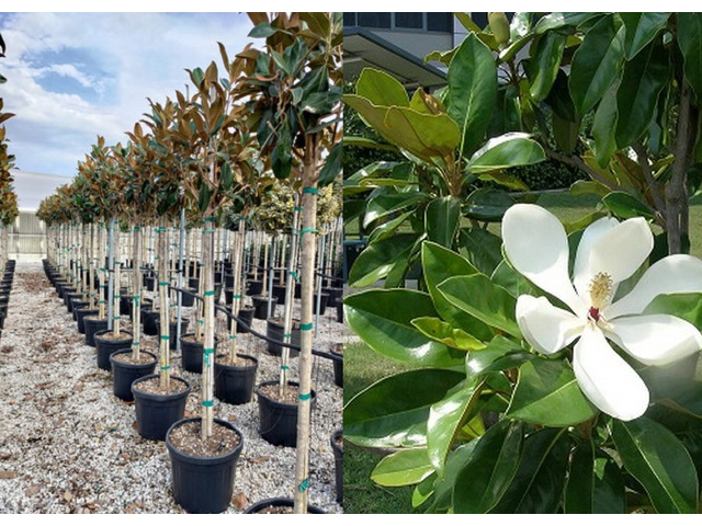 Magnolia grandiflora gallisoniensis / Örökzöld Liliomfa