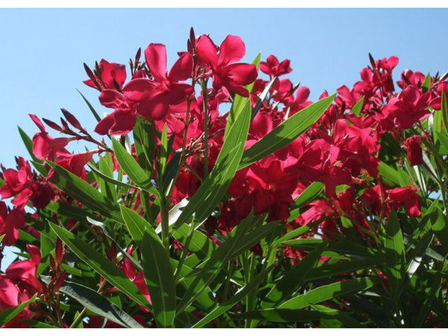 Nerium oleander Rosso sangue / Leander sötétpiros