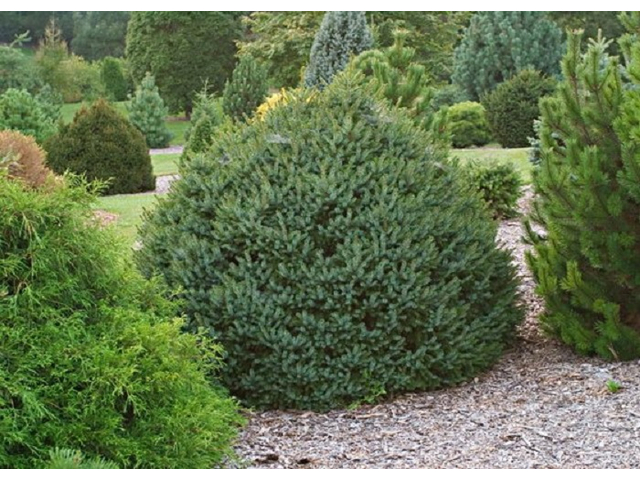 Picea omorika Karel / Törpe gömb szerb lucfenyő