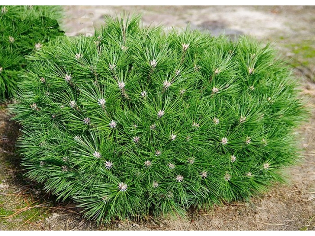 Pinus nigra Brepo / Feketefenyő törpe gömb