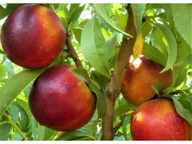 Prunus Persica Independence / Independence Nektarin