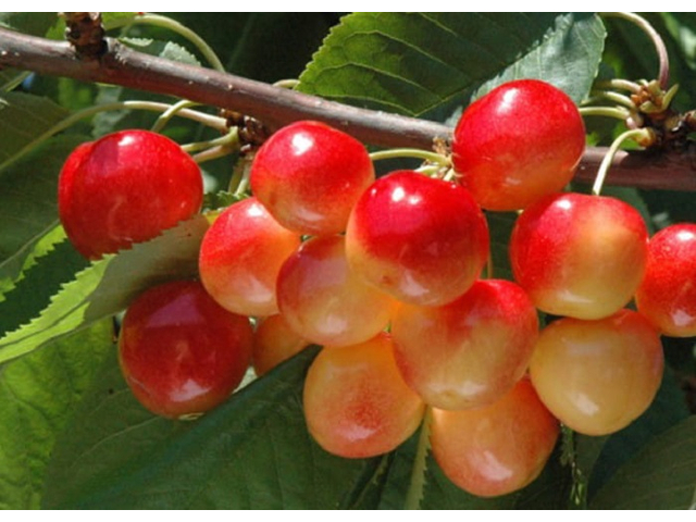 Prunus avium Vega / Vega Cseresznye
